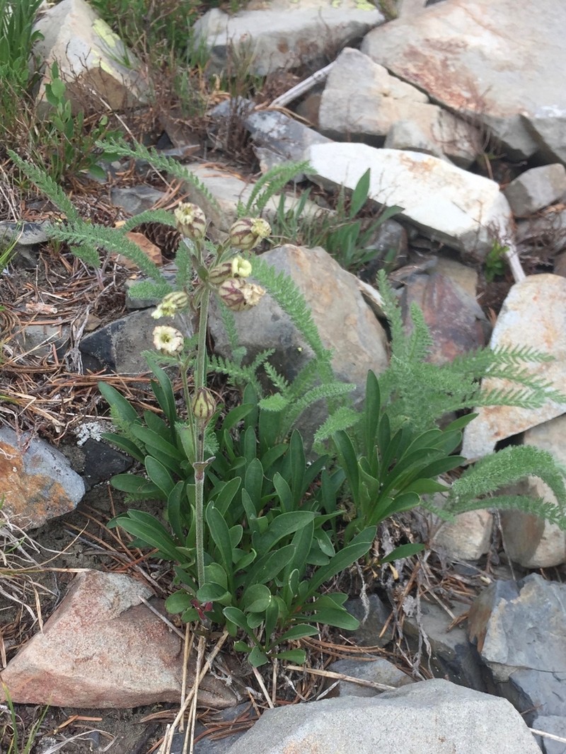 Parry's Silene photo 4