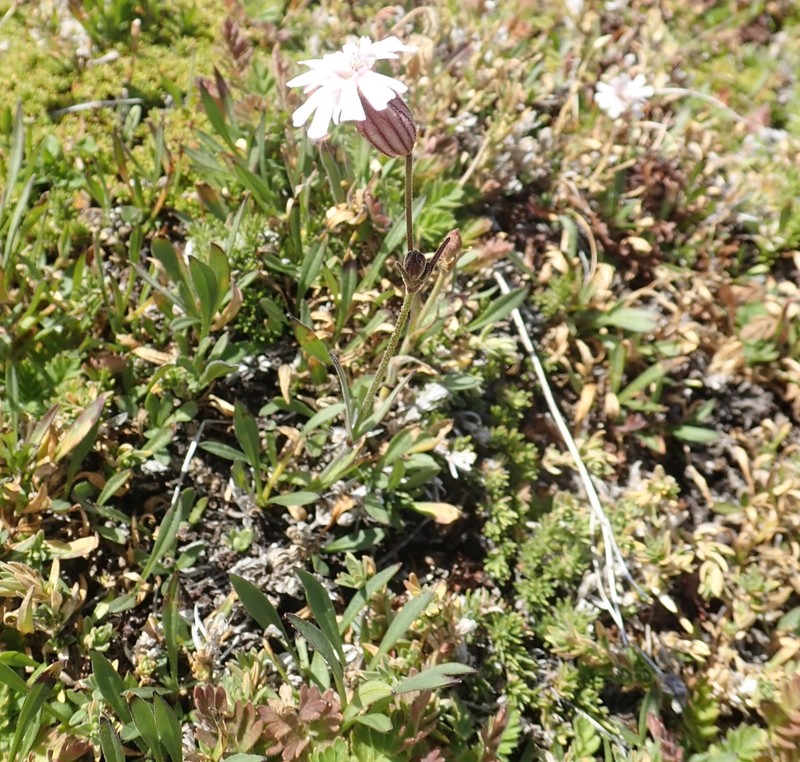 Parry's Silene photo 5