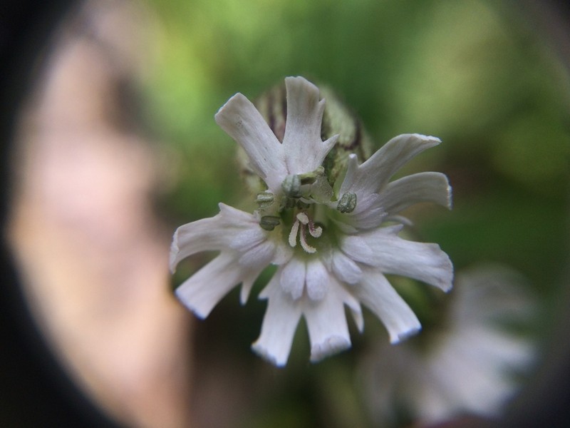 Parry's Silene photo 6