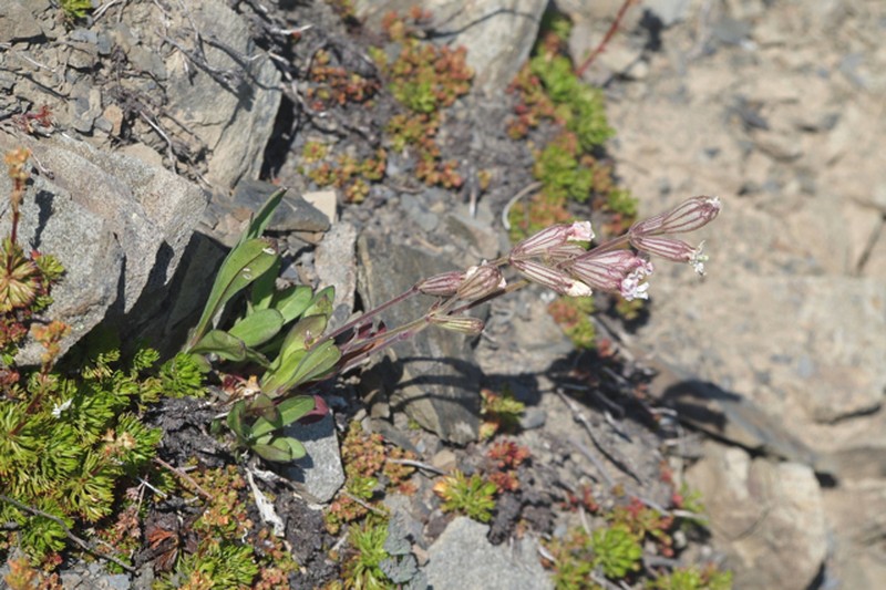 Parry's Silene photo 8