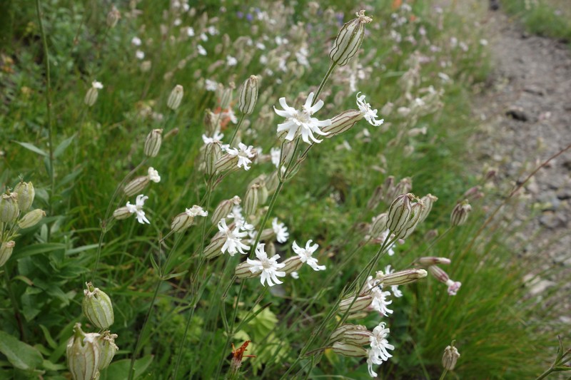 Parry's Silene photo 2