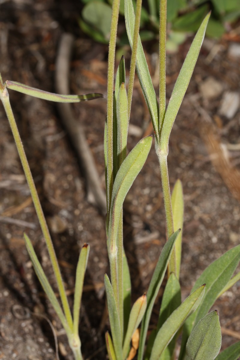 Parry's Silene photo 3