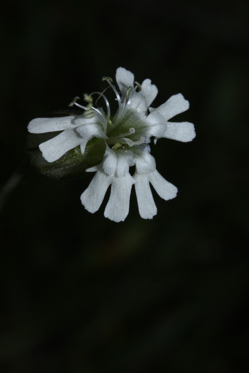 Parry's Silene photo 4