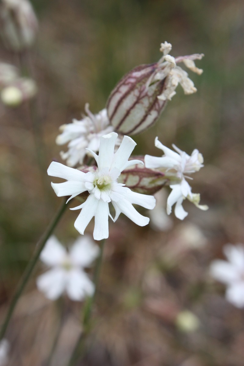 Parry's Silene