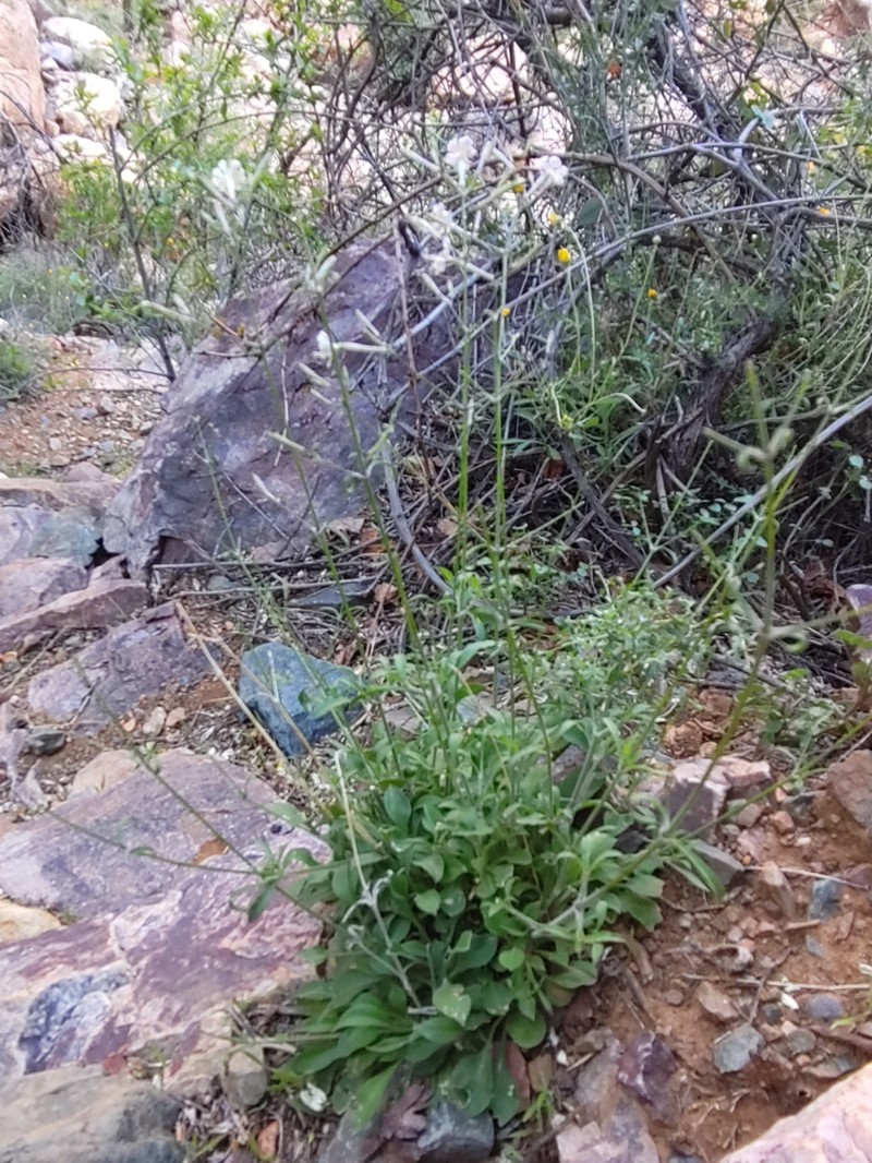 Silene patula subsp. amurensis