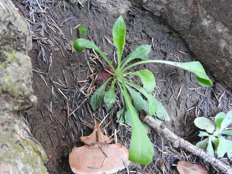 Silene patula subsp. amurensis photo 2