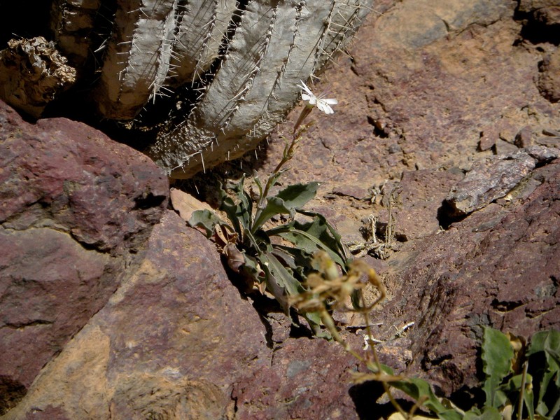 Silene patula subsp. amurensis photo 3