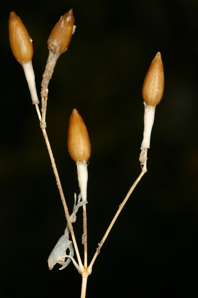 Silene patula subsp. amurensis photo 4