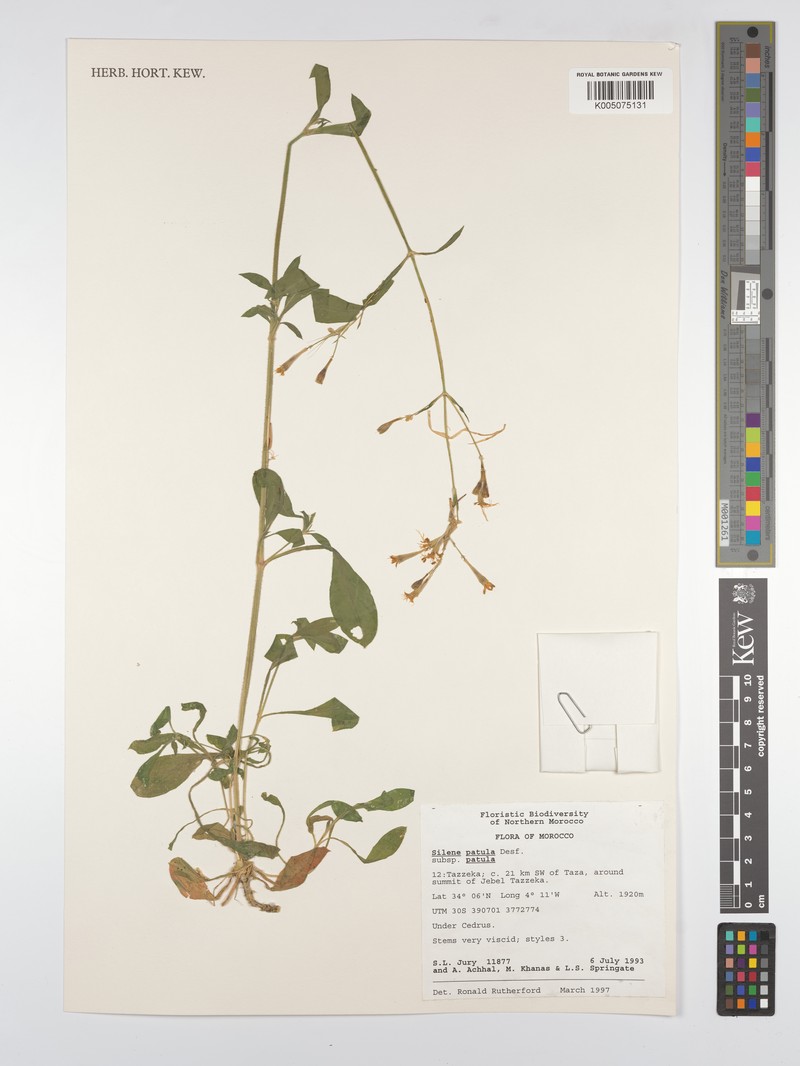 Silene patula subsp. patula
