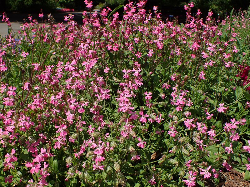 Nodding Catchfly photo 6