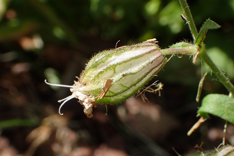 Nodding Catchfly photo 7