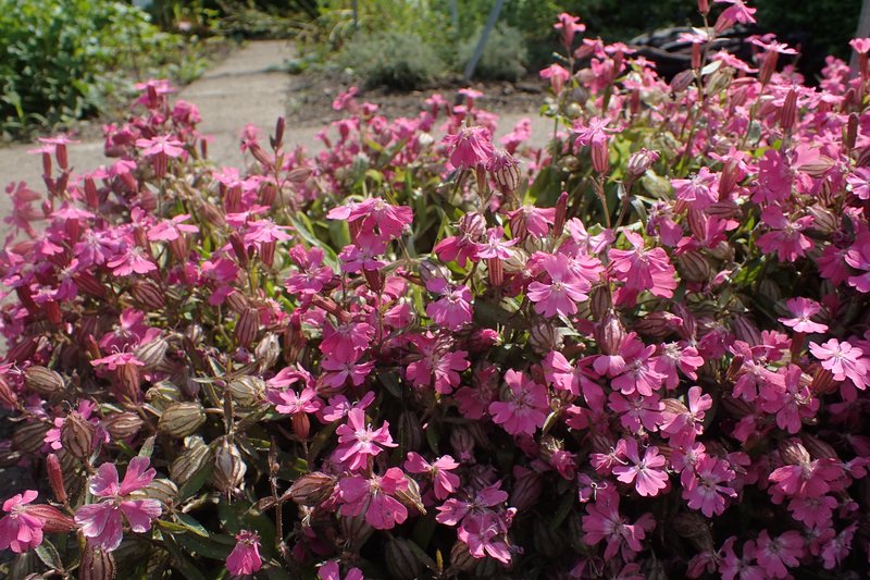 Nodding Catchfly photo 8