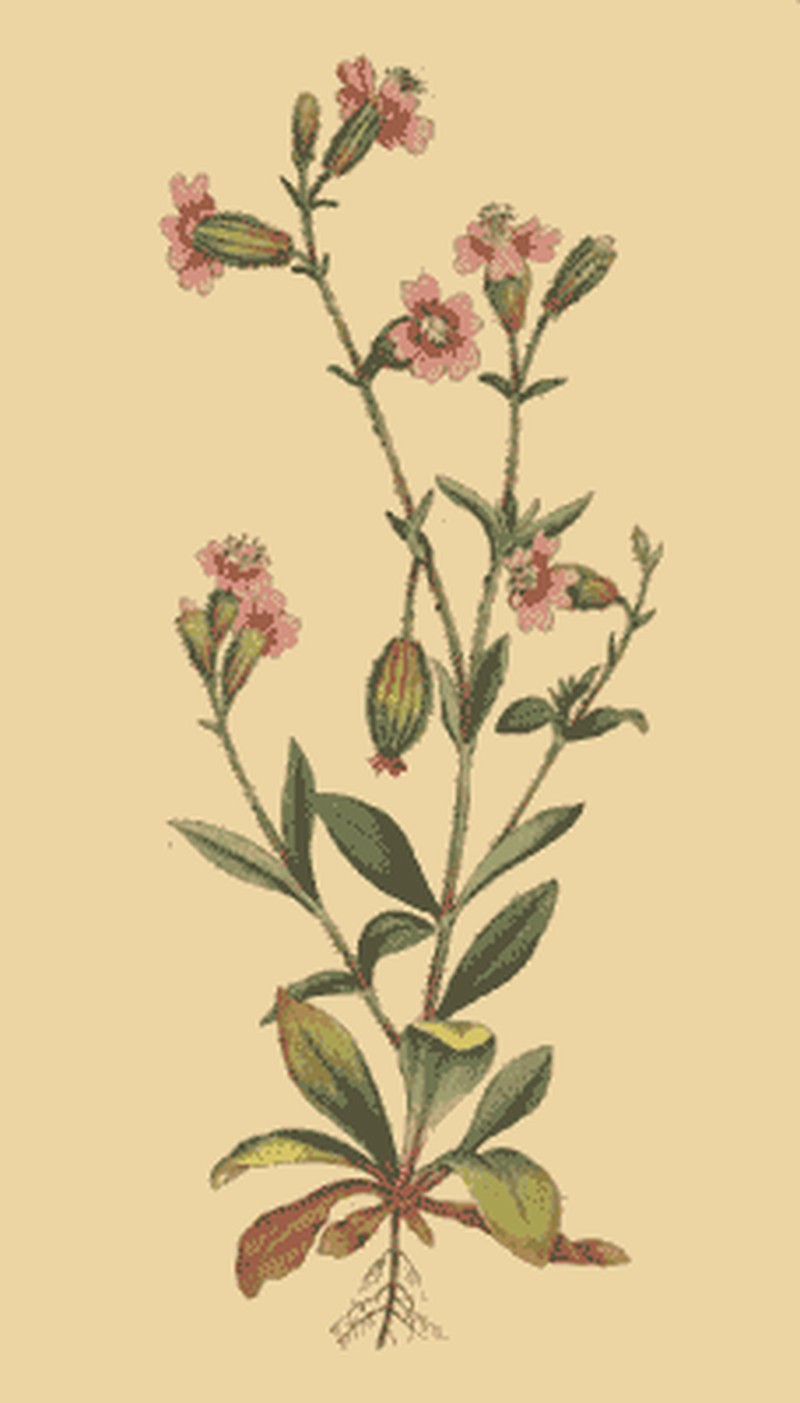 Nodding Catchfly photo 2