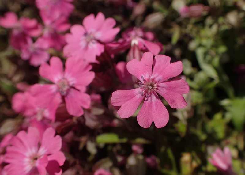 Nodding Catchfly photo 3