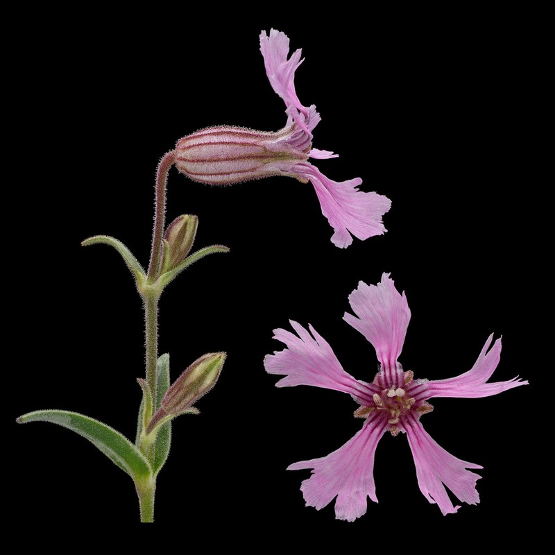 Clokey's Catchfly