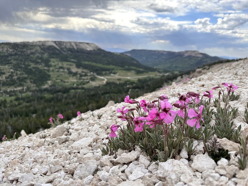 Clokey's Catchfly photo 2