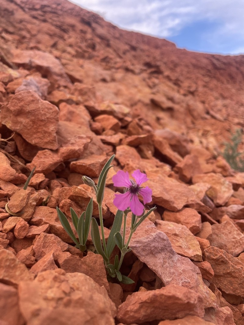 Clokey's Catchfly photo 8
