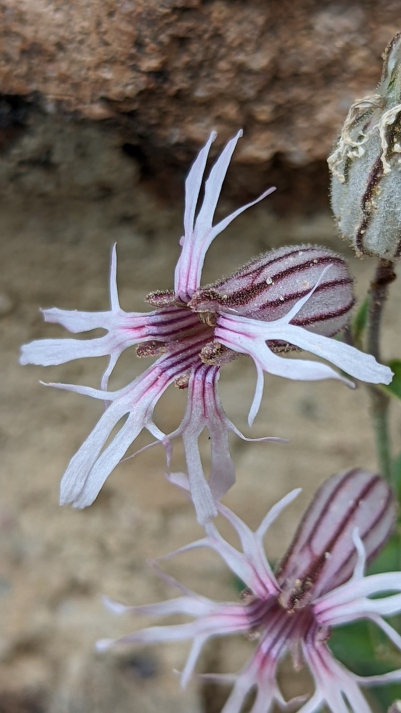 Plateau Catchfly photo 3