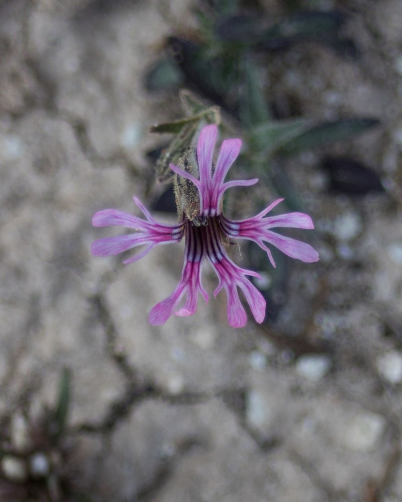 Plateau Catchfly photo 4