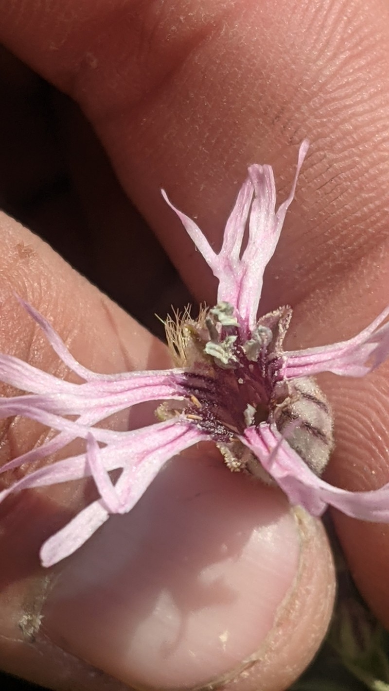 Plateau Catchfly photo 5