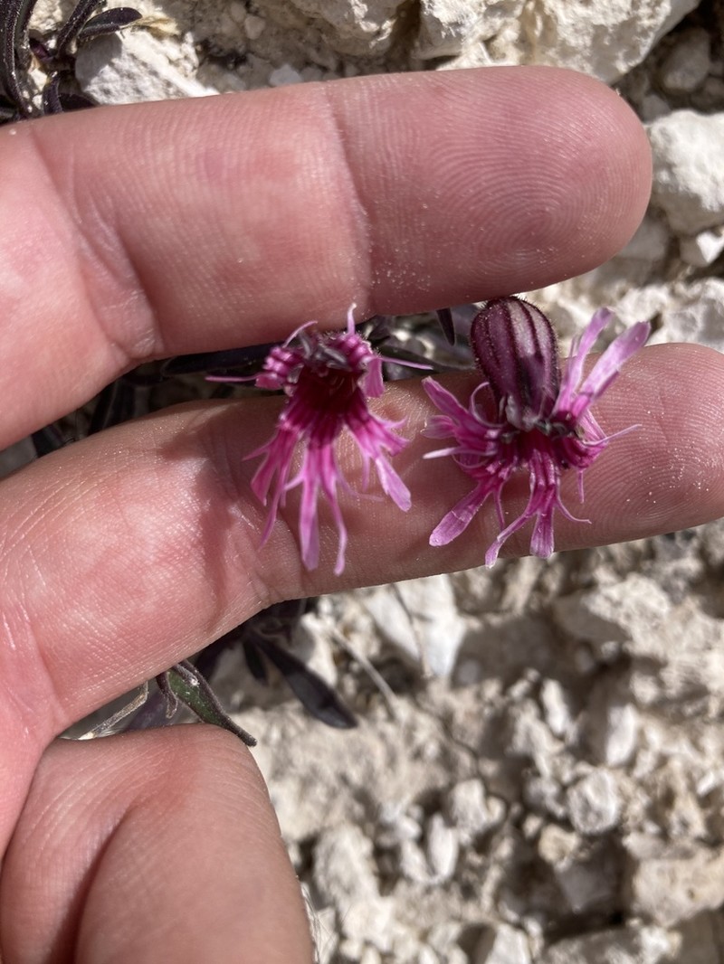 Plateau Catchfly photo 6