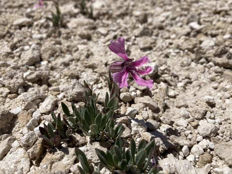 Plateau Catchfly photo 7