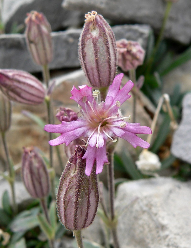 Plateau Catchfly