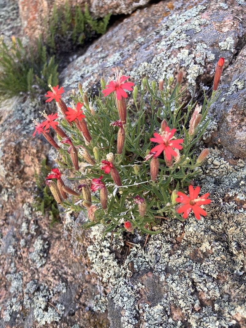 Plank's Catchfly