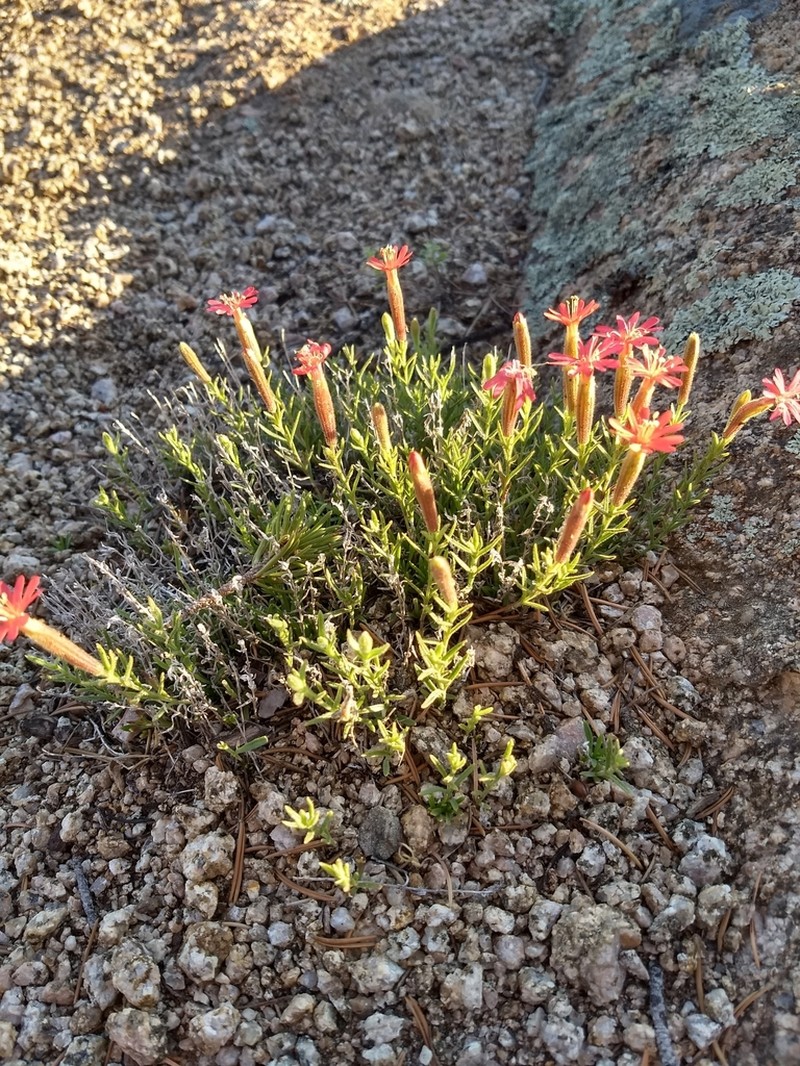 Plank's Catchfly photo 2