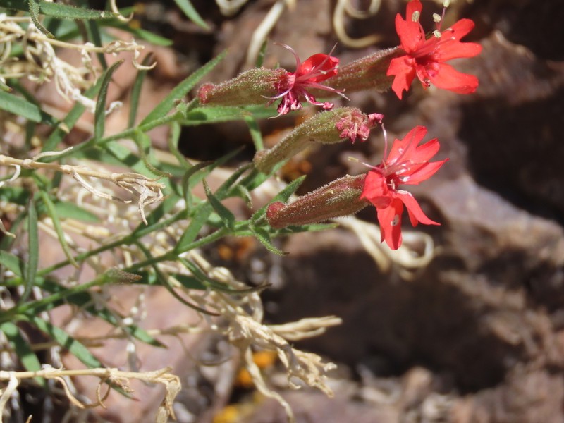 Plank's Catchfly photo 3