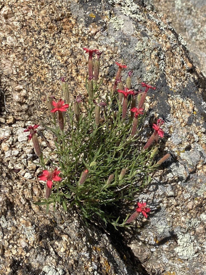 Plank's Catchfly photo 4