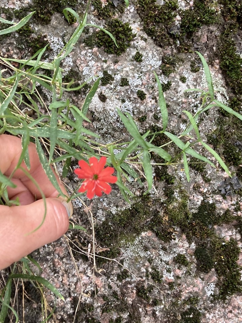 Plank's Catchfly photo 5