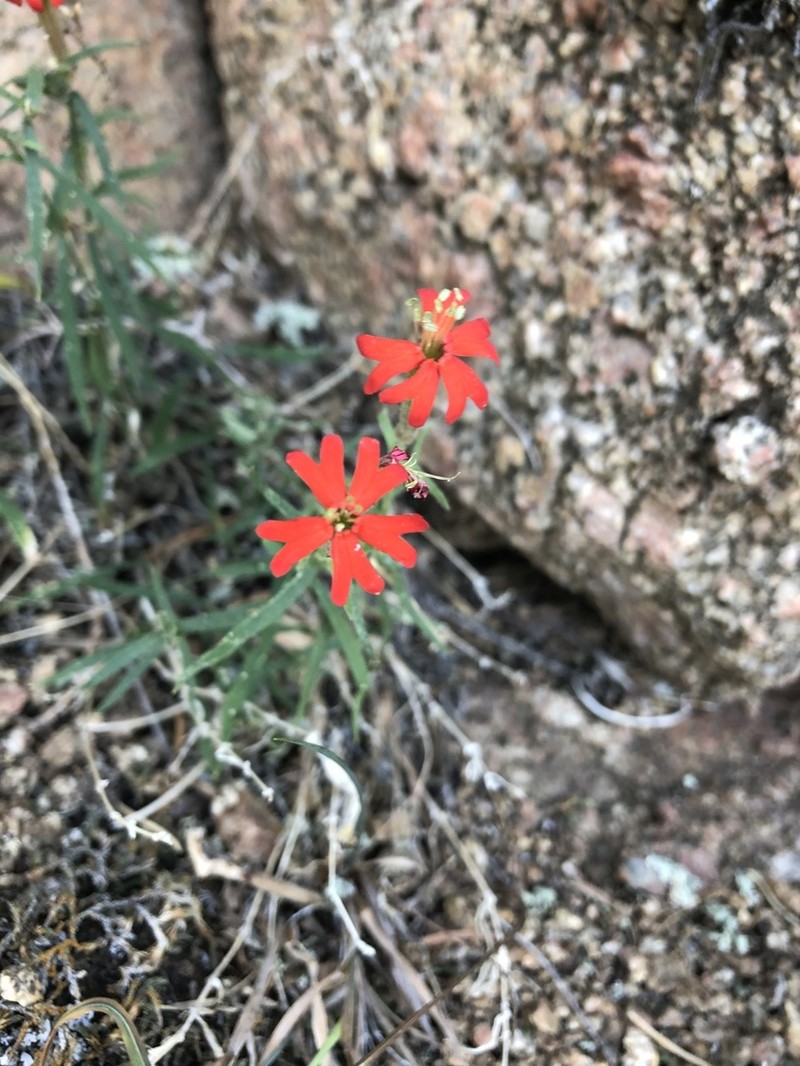 Plank's Catchfly photo 6
