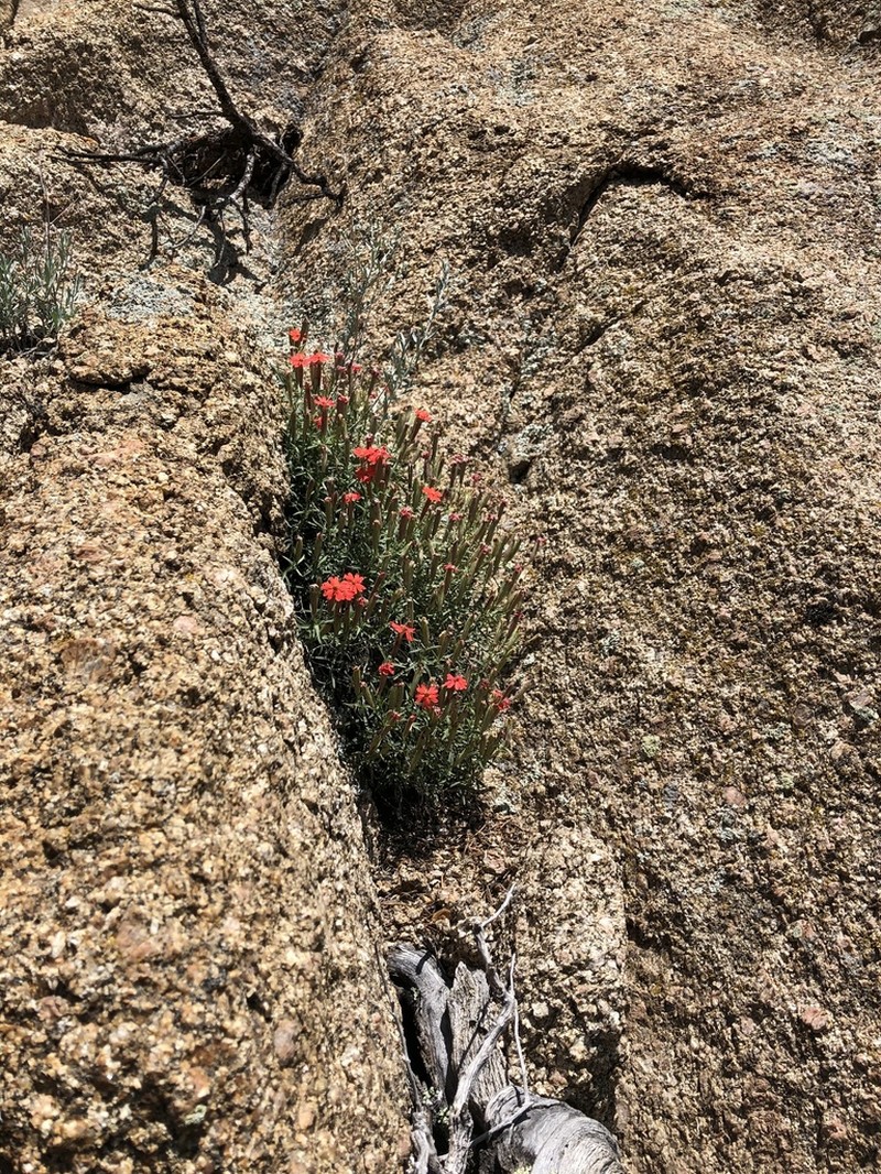 Plank's Catchfly photo 7