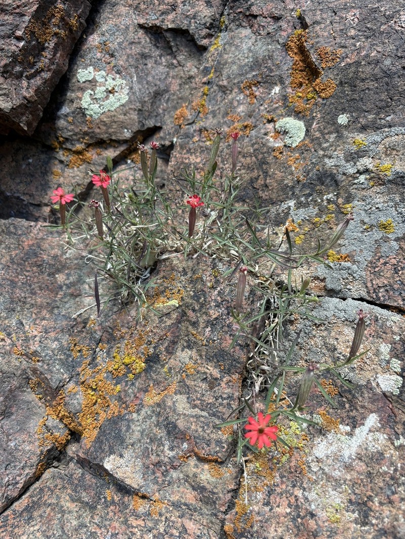 Plank's Catchfly photo 8