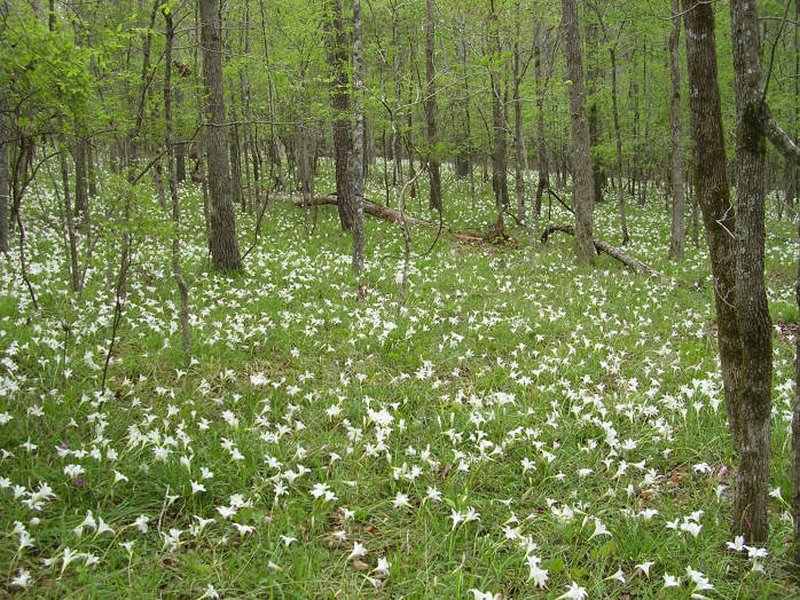 Eastern Fringed Catchfly photo 2