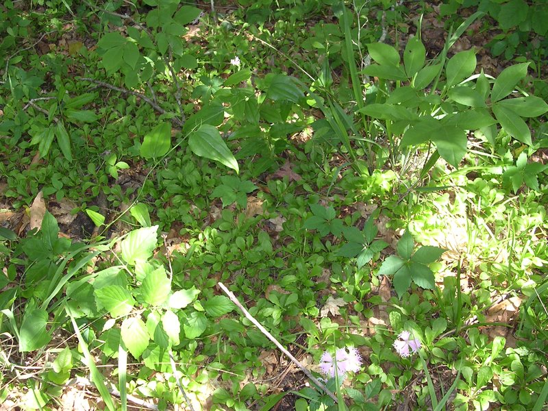 Eastern Fringed Catchfly photo 3
