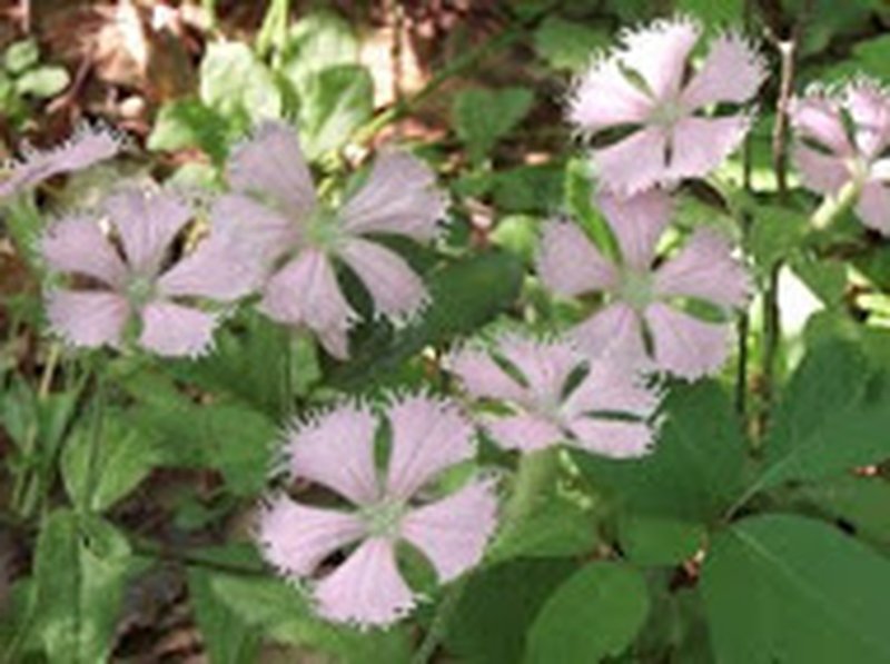 Eastern Fringed Catchfly photo 5