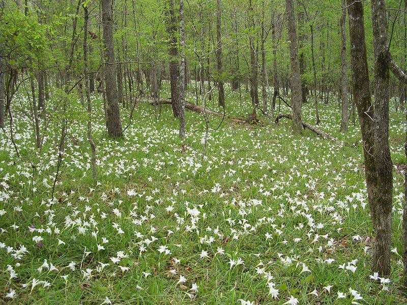 Eastern Fringed Catchfly photo 7