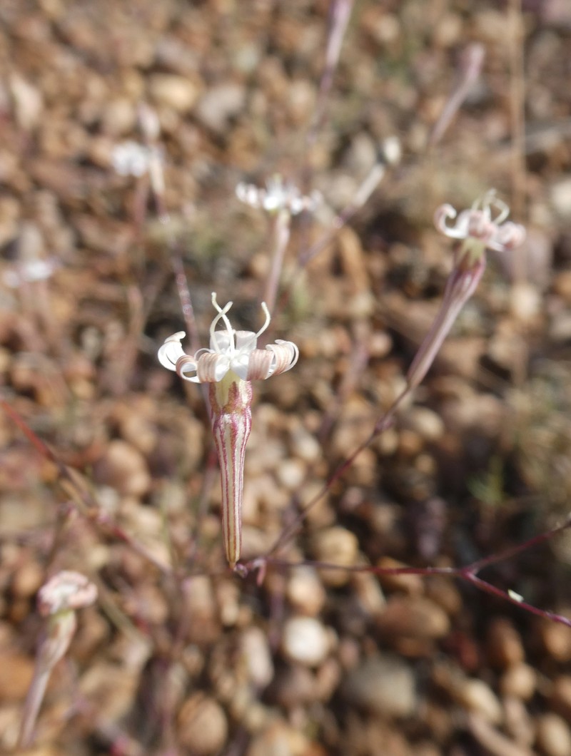 Silene portensis subsp. portensis