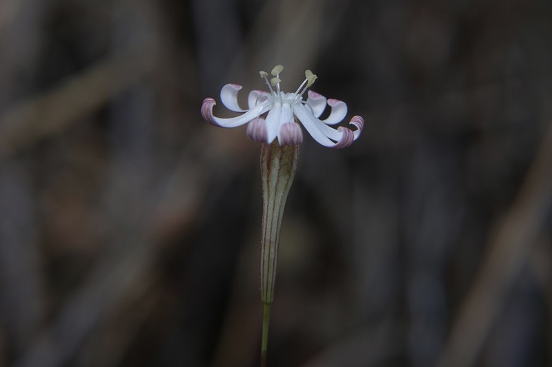 Silene portensis subsp. portensis photo 2