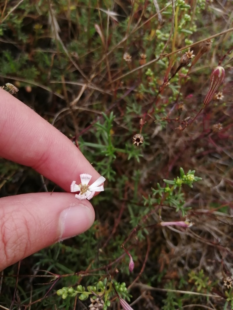Silene portensis subsp. portensis photo 3