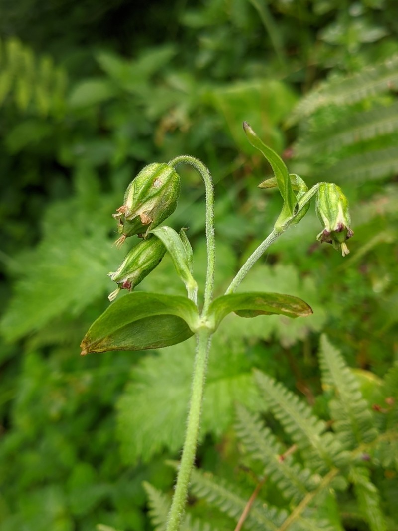 Silene pseudoindica photo 2
