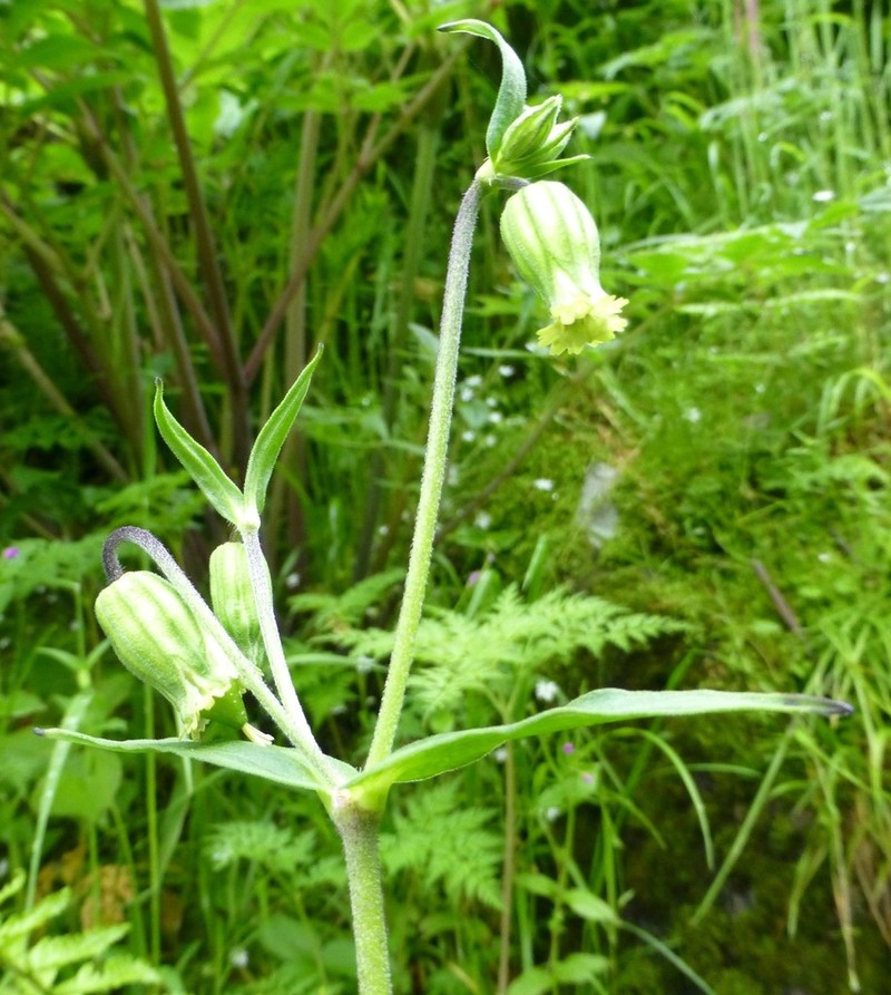 Silene pseudoindica photo 3