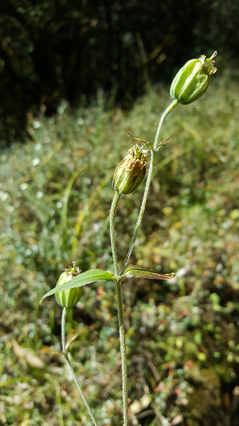 Silene pseudoindica photo 5