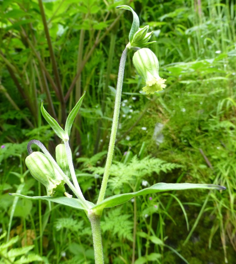 Silene pseudoindica photo 6