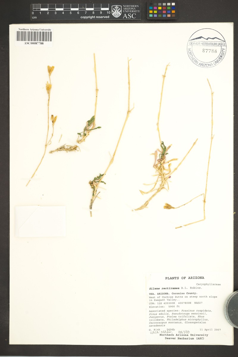 Grand Canyon Campion