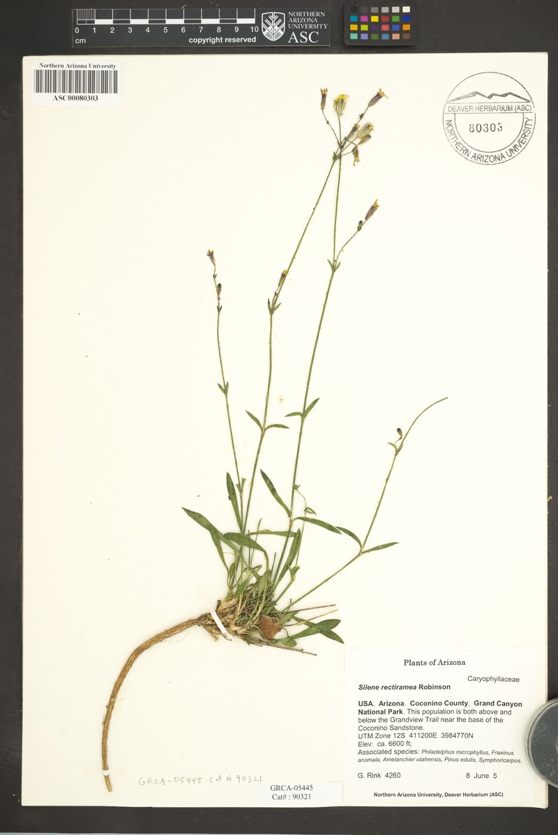 Grand Canyon Campion photo 2