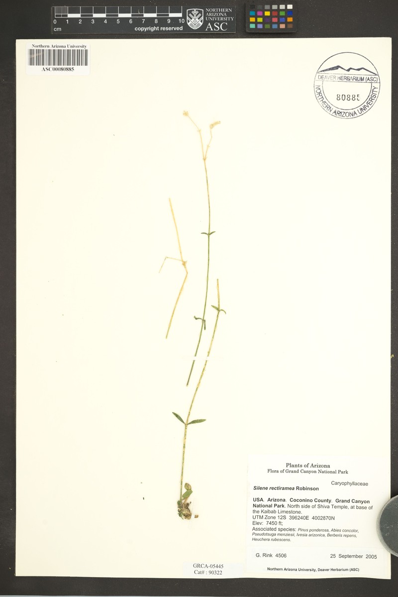 Grand Canyon Campion photo 3