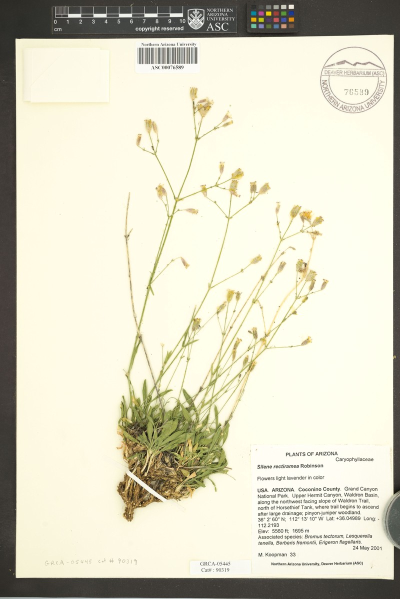 Grand Canyon Campion photo 4